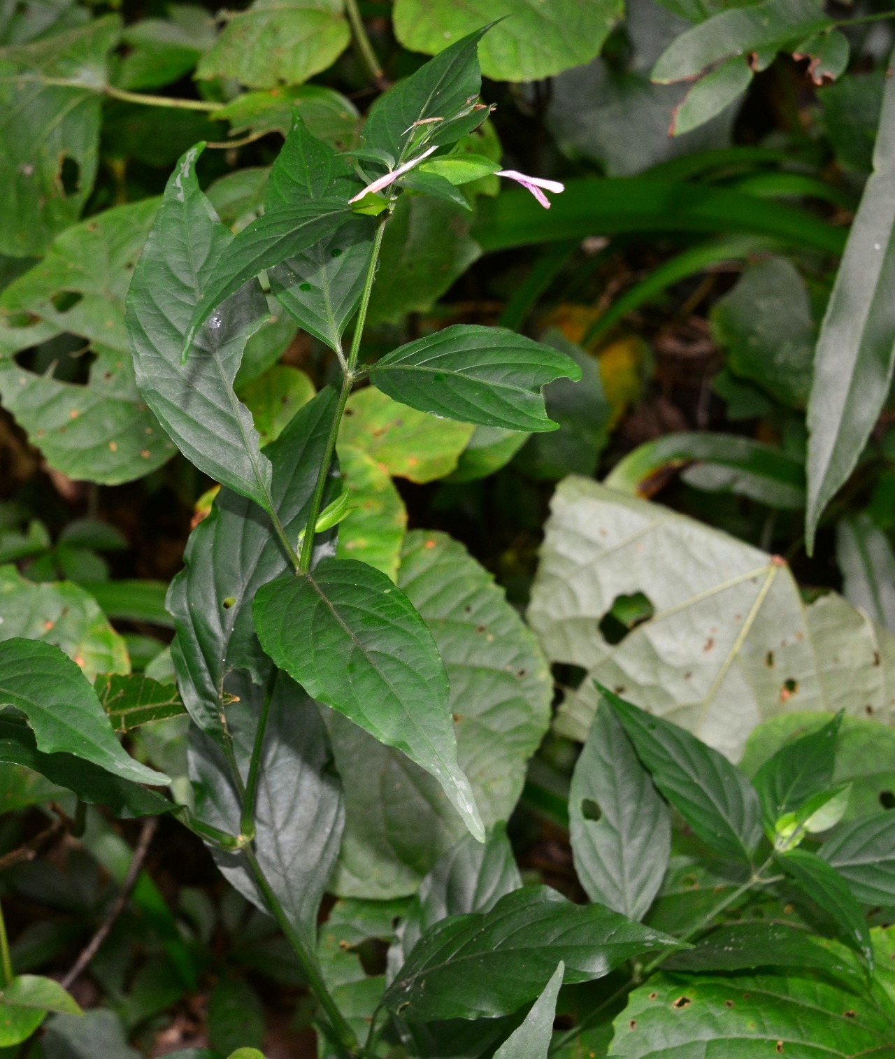 target="_blank" href="/item/九头狮子草/5045041" data-lemmaid="