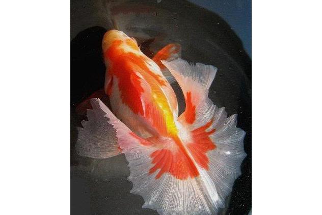 文种水泡眼金鱼