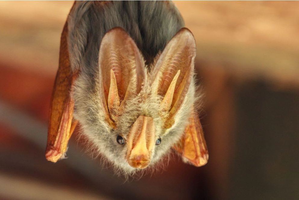  p>假吸血蝠属( a target="_blank" href="/item/印度假吸血蝠