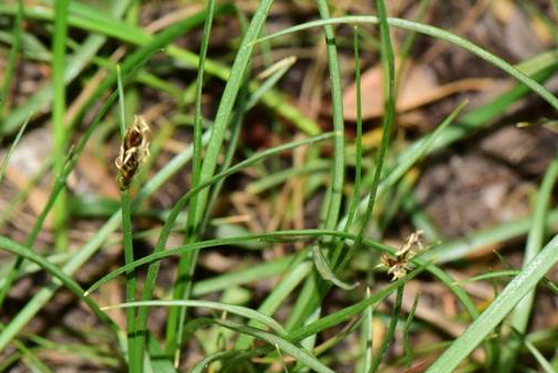  p>华扁穗草(学名: i>blysmus sinocompressus /i> tang et wang)是