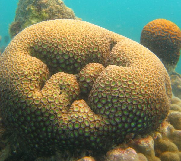 澳大利亚沙群海葵