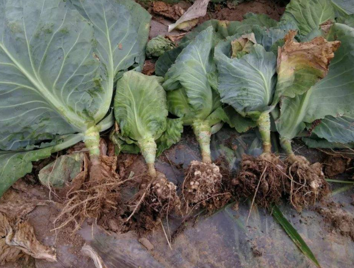  p>甘蓝根肿病是由芸薹根肿菌引起的,发生在 a target="_blank" href=