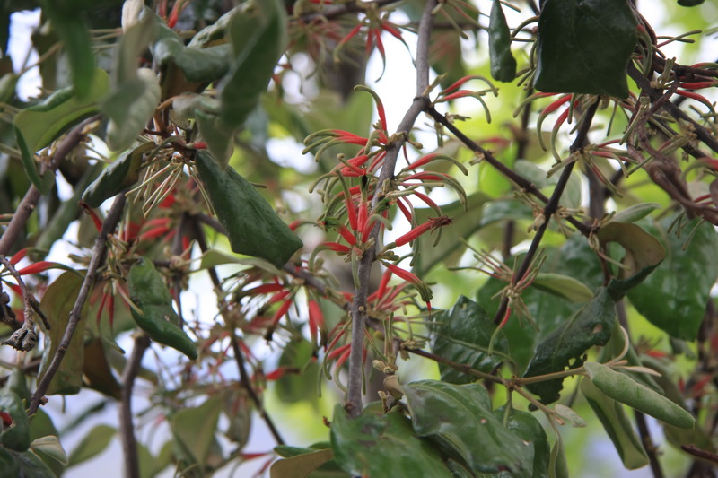  p>栗毛钝果寄生(学名:taxillus balansae (lecomte) danser)是桑寄生