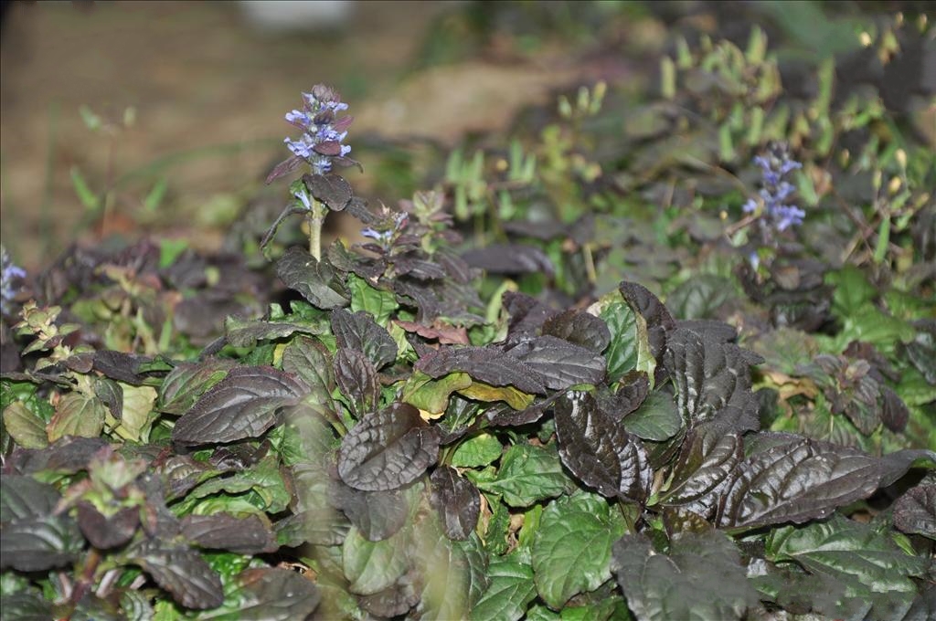  p>匍枝筋骨草(拉丁学名: i>ajuga lobata  /i>d.