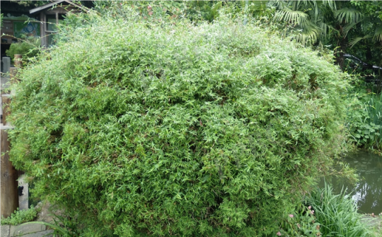 凤尾竹（禾本科簕竹属植物）_百度百科