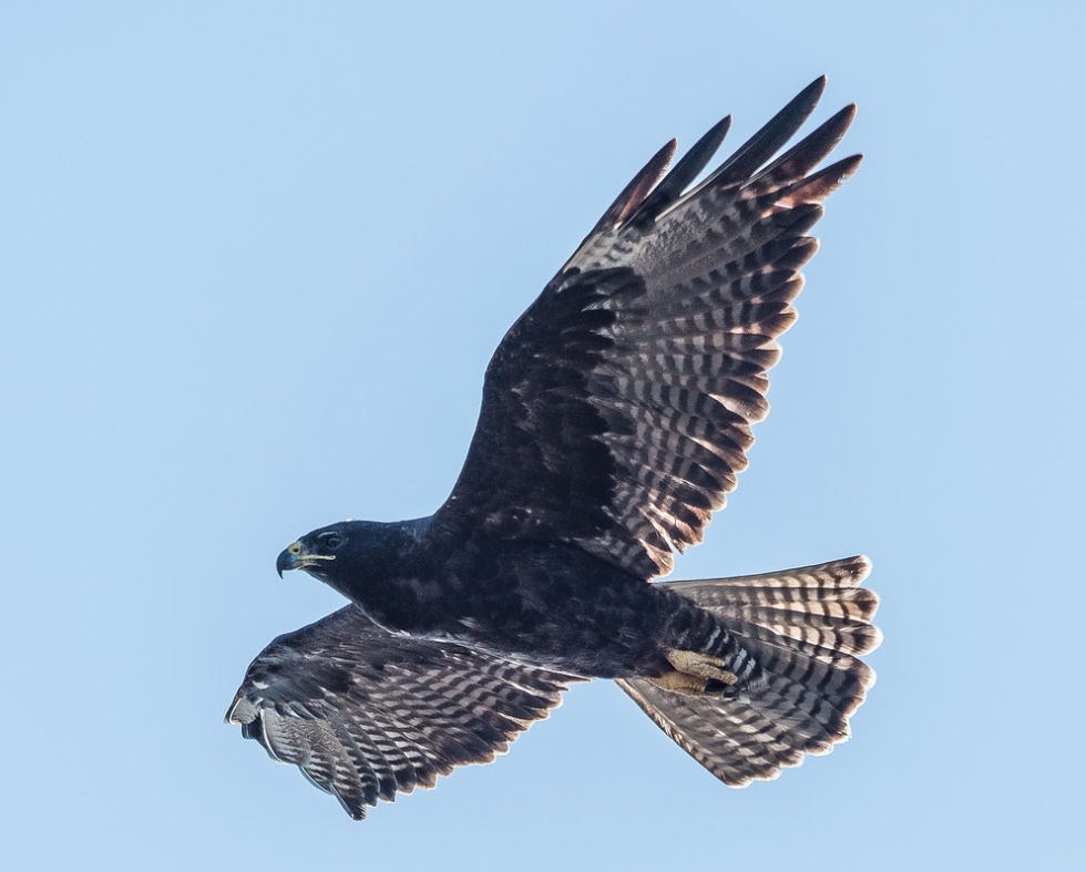 buteo galapagoensis