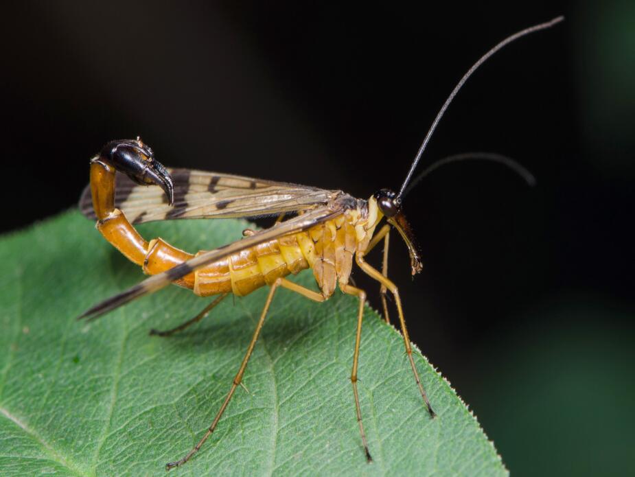 刘氏蝎蛉(学名:panorpa liui)是蝎蛉科,蝎蛉属昆虫