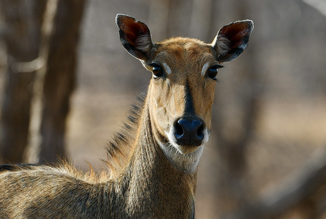  p>大蓝羚(学名: i>boselaphus tragocamelus /i>):是偶蹄目,牛科,蓝