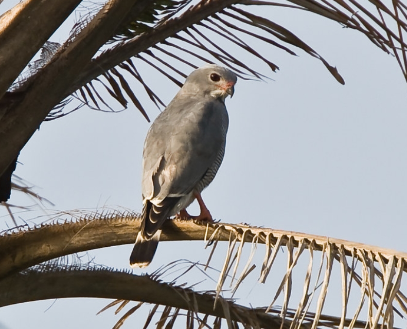  p>蜥鵟(学名: i>kaupifalco monogrammicus /i>):是鹰科,蜥鵟属的一