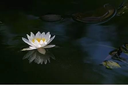 白莲花是什么意思 原来这些女性都有这个属性 百科ta说