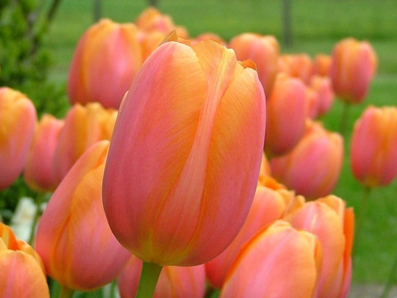 tulipa cv.