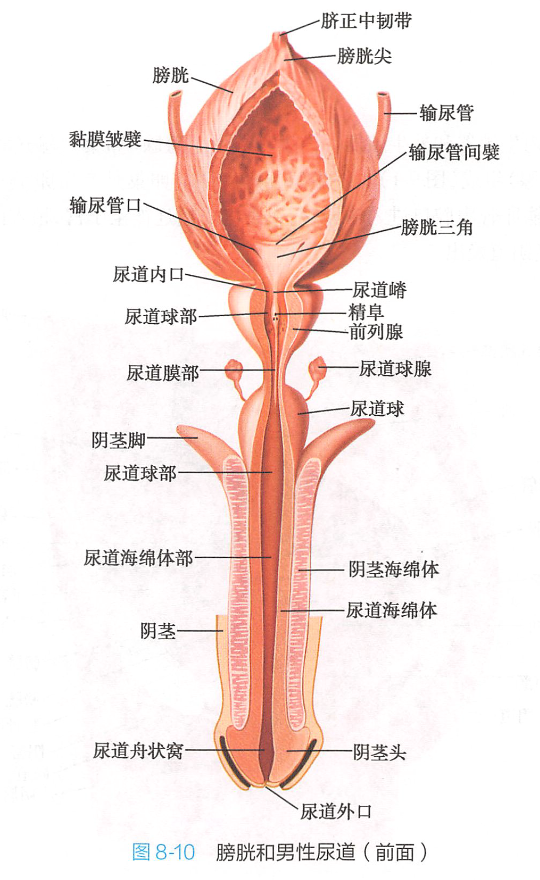 blank" href="/item/男性尿道/4793851" data