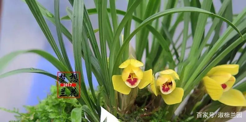 精选花卉：兰花欣赏春兰铭品黄金大富贵_百科TA说