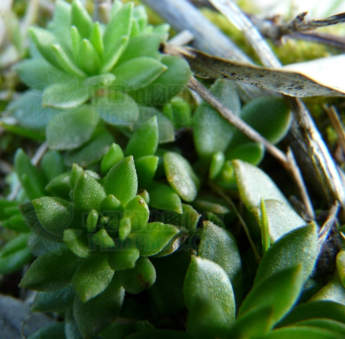  p>东南景天(学名: i>sedum alfredii /i> hance)是景天科,景天属植物