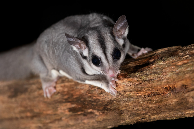  p>蜜袋鼯(学名:petaurus breviceps)是袋鼯科,袋鼯属哺乳动物.