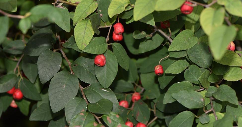  p>西北栒子(学名: i>cotoneaster zabelii /i> schneid.