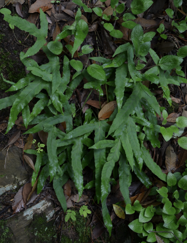  p>金鸡脚假瘤蕨(学名: i>selliguea /i>  i>hastata /i> (thunb.) h.