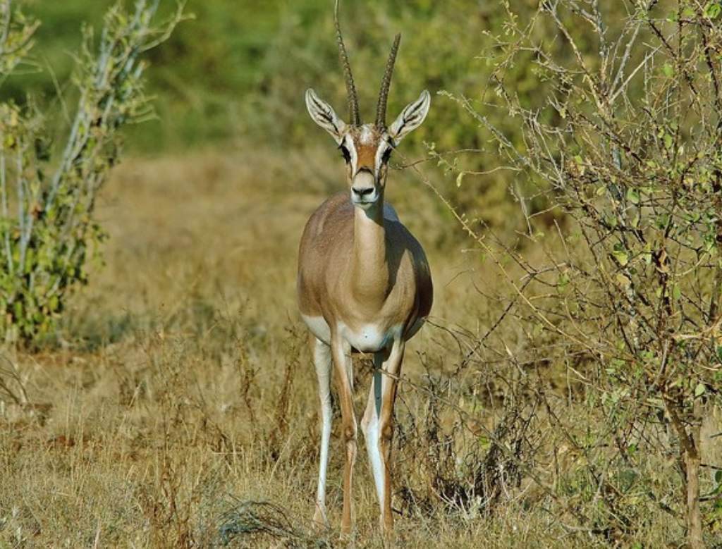  p>葛氏苍羚(学名: i>nanger granti /i>):是偶蹄目,牛科,苍羚属的