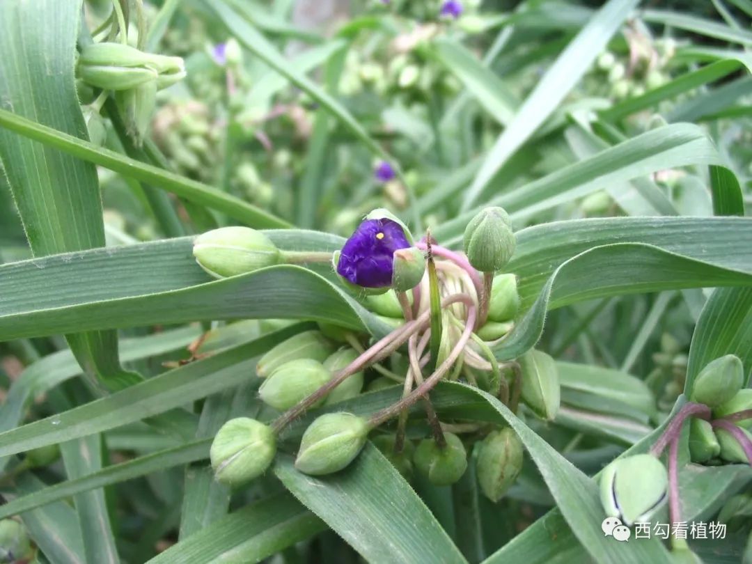 紫露草tradescantia Ohiensis 百科ta说