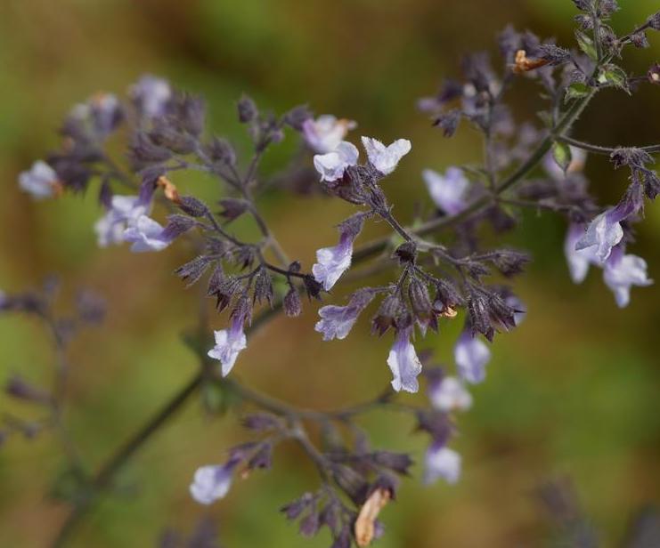  p>紫萼香茶菜(学名: i>isodon /i>  i>forrestii /i> (diels) kud  )