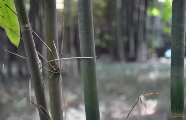  p>沙罗单竹(学名: i>schizostachyum funghomii /i> mcclure)是禾本