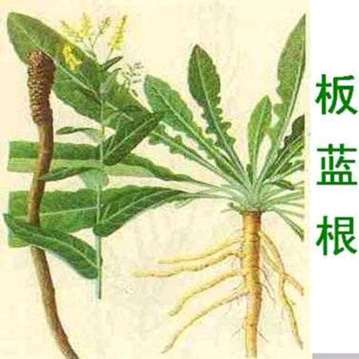板蓝根有什么利用价值_百科TA说