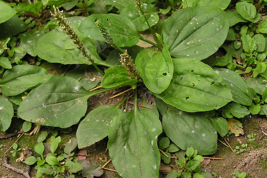  p data-id="gn5yhzcuvn">宽叶车前,又名车前草杂草,宽叶车前是一种 a