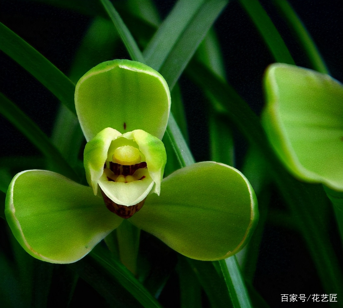 春兰梅瓣名品 兰香浓郁 花型正格 花期极长 是养花首选 百科ta说