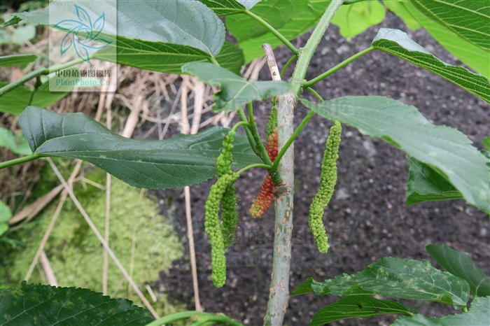  p>长穗桑是 a target="_blank" href="/item/荨麻目">荨麻目 /a>,桑