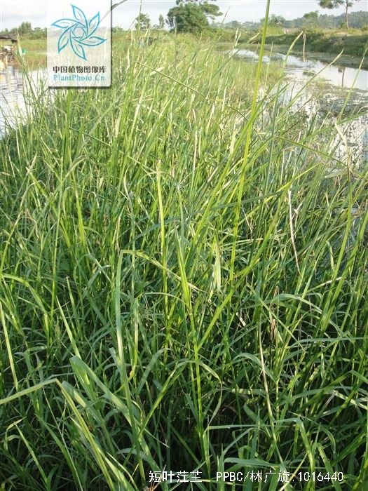  p>短叶茳芏(学名: i>cyperus /i>  i>malaccensis /i> subsp.