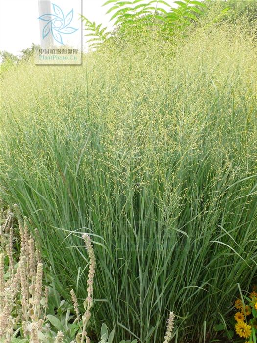  p>柳枝稷( i>panicum virgatum  /i>l i>. /i>)禾本科多年生草本.
