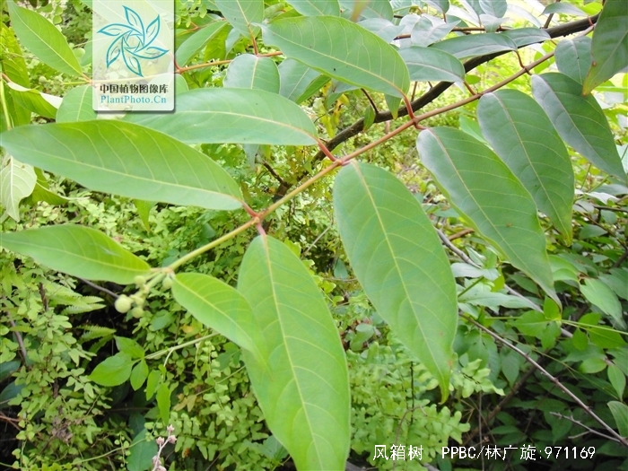 风箱树