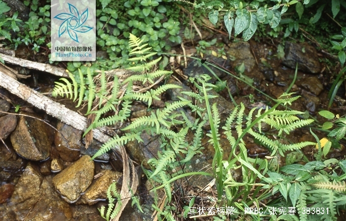  p>耳状紫柄蕨(学名: i>pseudophegopteris aurita /i> (hook.