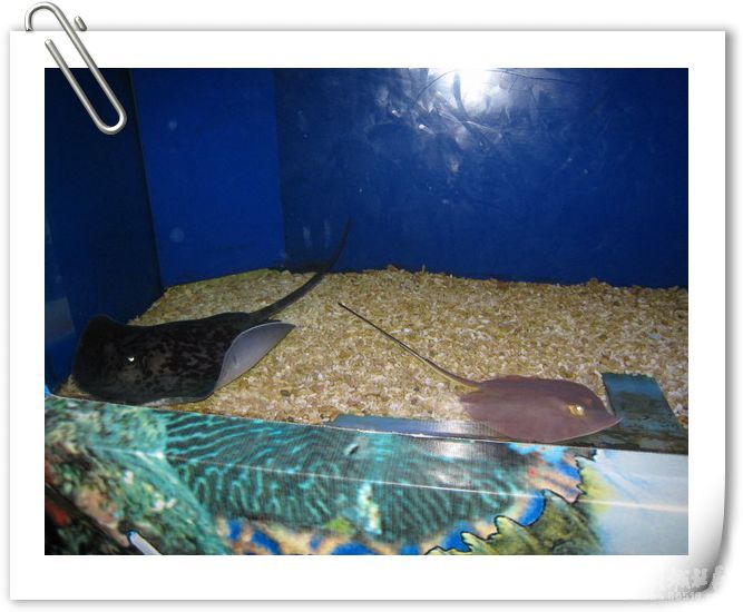  p data-id="gnx0r74xvo">海南博鳌海洋馆位于琼海市 a target="