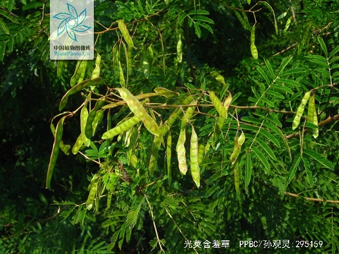  p>光荚含羞草(学名: i>mimosa sepiaria  /i>benth i>.