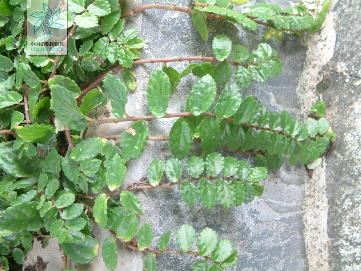  p data-id="tbjc0mxgltij">吐烟花( i>pellionia repens /i> (lour.