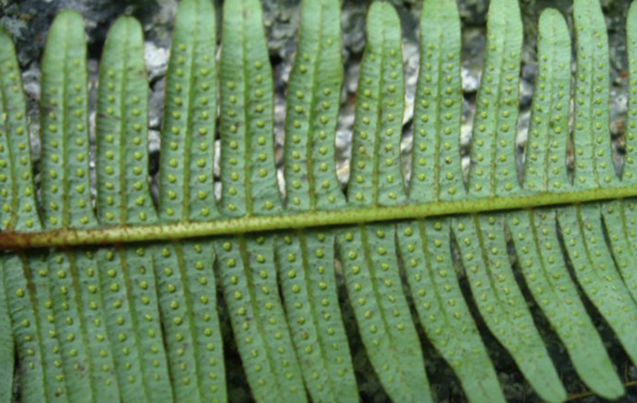 中华里白（里白科里白属植物）_百度百科