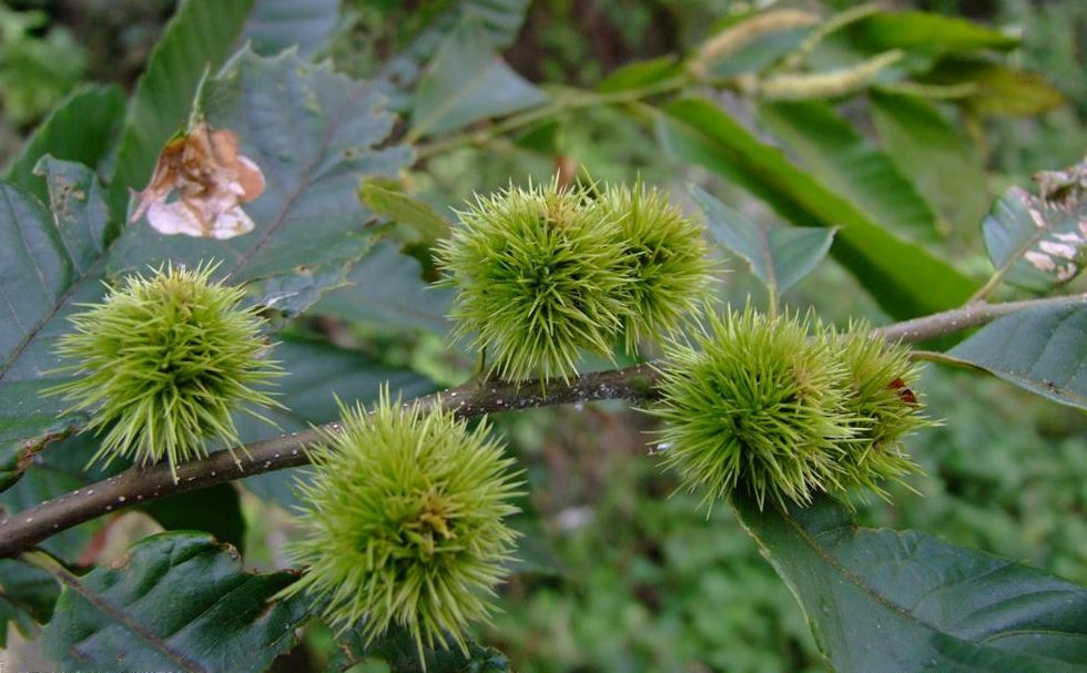 茅栗（壳斗科栗属植物）_百度百科