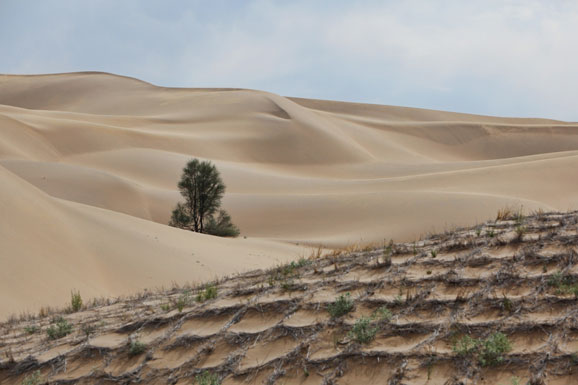 desertification