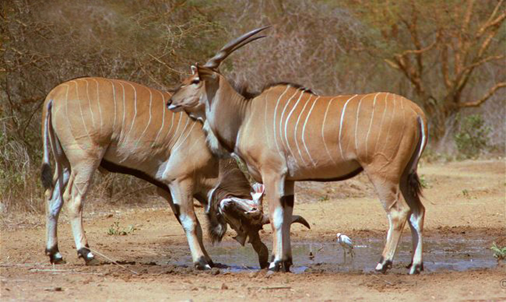 taurotragus derbianus