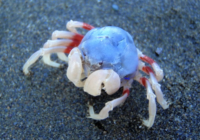 圆球状的甲壳呈蓝紫色,细长的步足与螯足呈白色,背甲呈球状如和尚头