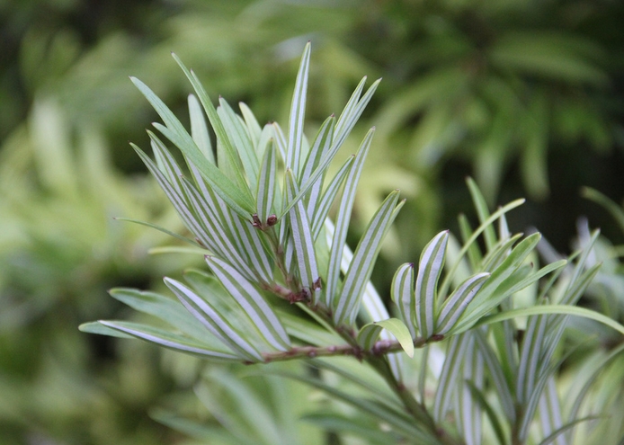 amentotaxus argotaenia (hance) pilger