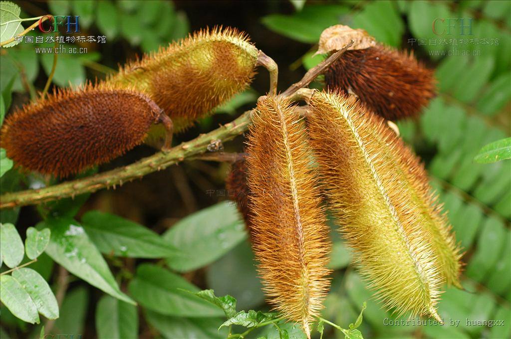  p>石莲子,中药名.
