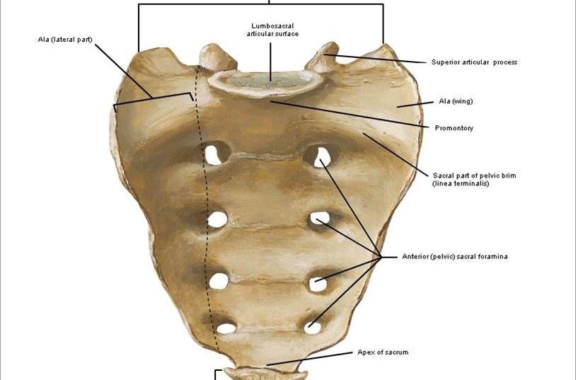  p>骶骨(sacrum)由5块骶椎融合而成,分骶骨底,侧部,骶骨尖,盆面和背