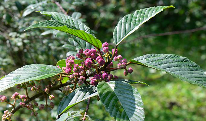  p>锥头麻属(学名:poikilospermum zippel ex miq.