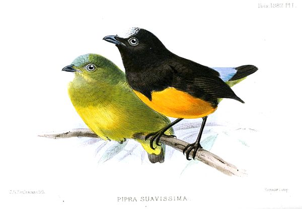 新热带群体,以鲜明的性二态,"展姿场"繁殖行为,复杂的求偶炫耀而出名