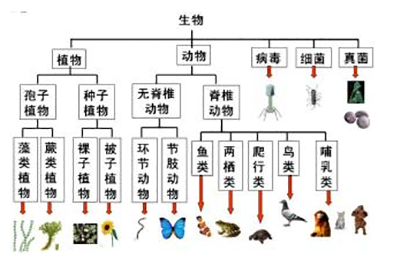 和叶子对视的日子 百科ta说