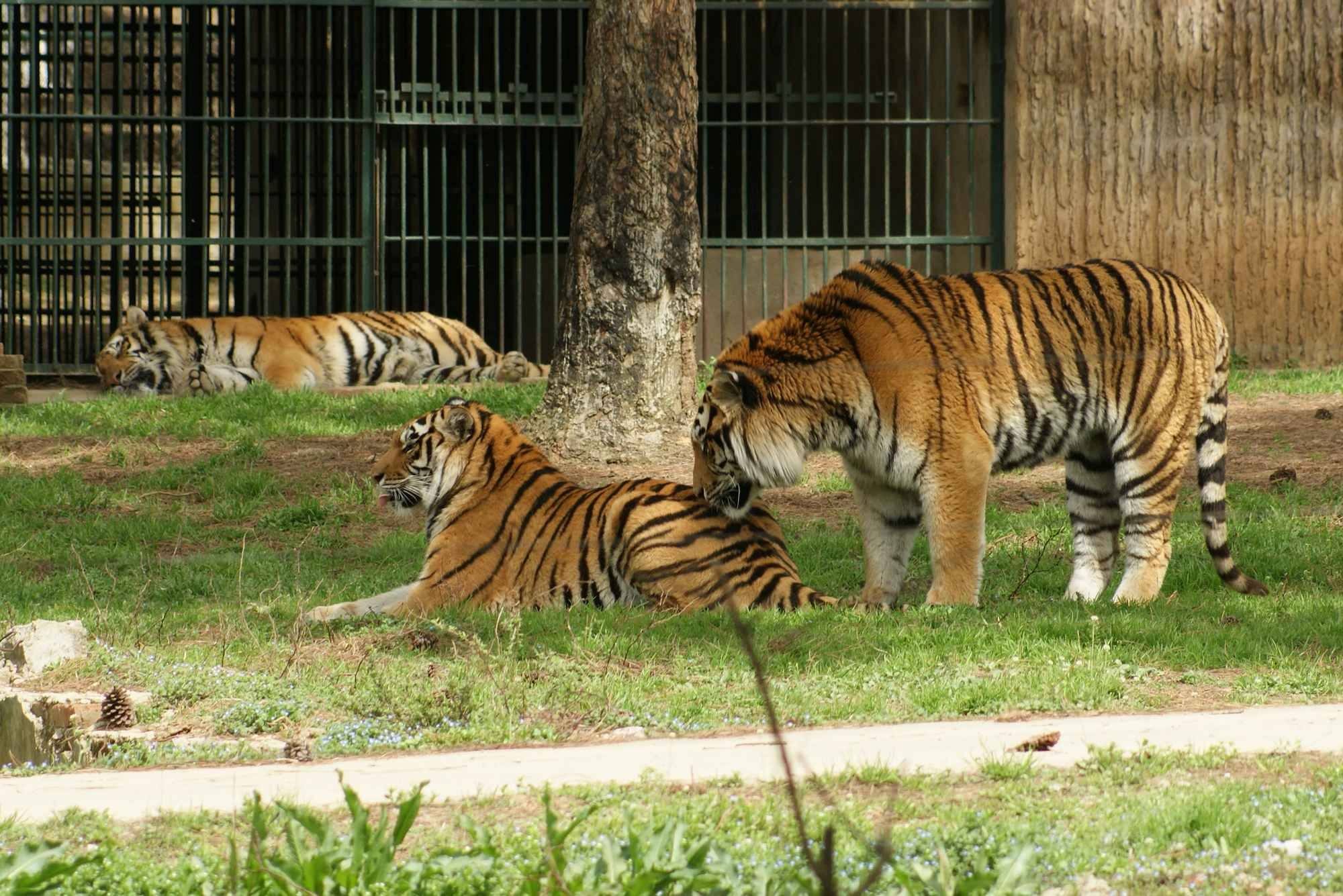  p>武汉九峰森林动物园建于 a target="_blank" href="/item/九峰国家