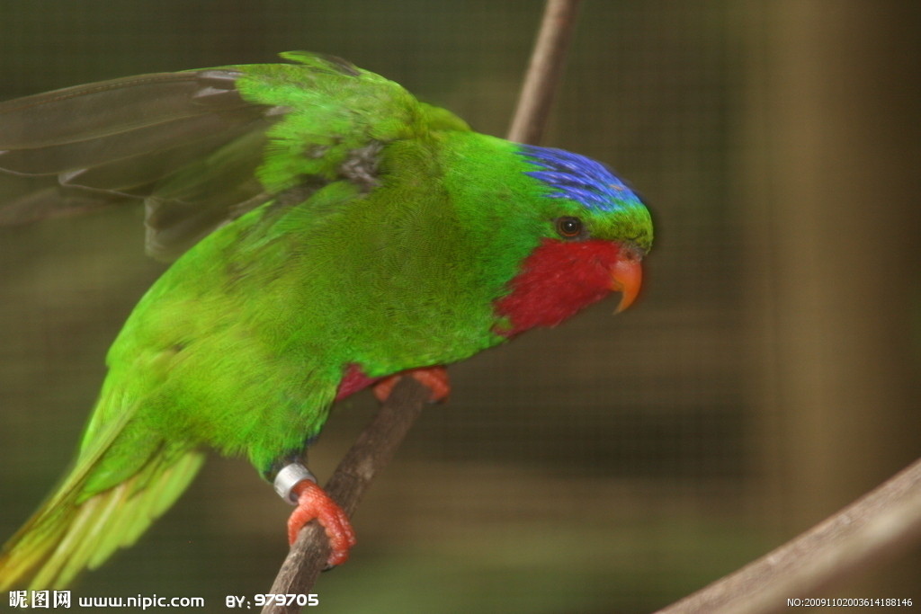 蓝冠锥尾鹦鹉玛格丽塔岛亚种