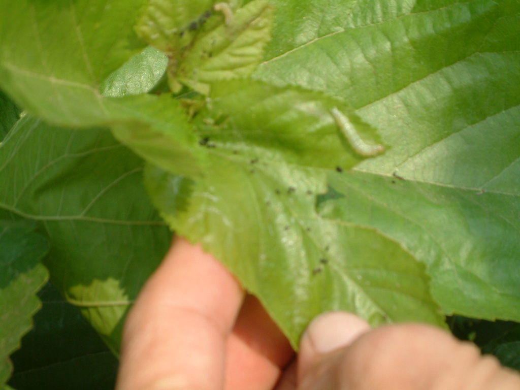  p>桑树 a href="#">桑螟 /a>, i>diaphania pyloalis /i> (walker)